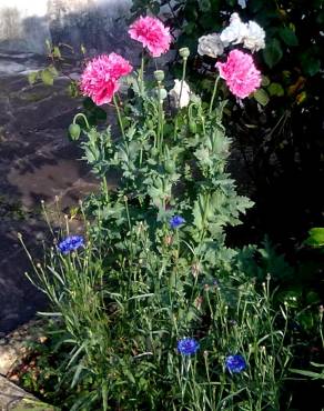 Fotografia 16 da espécie Papaver somniferum subesp. somniferum no Jardim Botânico UTAD