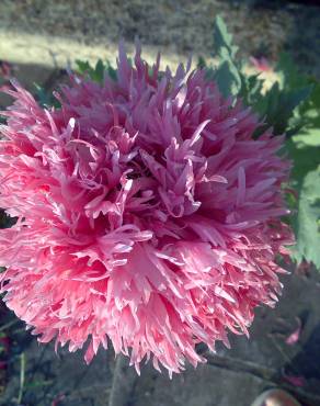 Fotografia 17 da espécie Papaver somniferum subesp. somniferum no Jardim Botânico UTAD