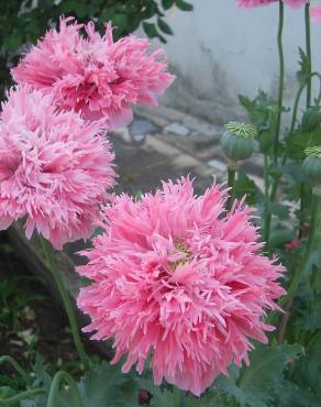 Fotografia 18 da espécie Papaver somniferum subesp. somniferum no Jardim Botânico UTAD