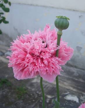 Fotografia 19 da espécie Papaver somniferum subesp. somniferum no Jardim Botânico UTAD