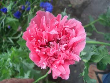 Fotografia da espécie Papaver somniferum subesp. somniferum