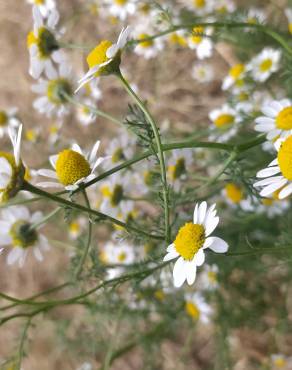 Fotografia 12 da espécie Anthemis cotula no Jardim Botânico UTAD