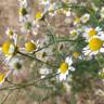 Fotografia 12 da espécie Anthemis cotula do Jardim Botânico UTAD