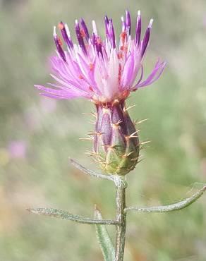 Fotografia 1 da espécie Centaurea aspera subesp. stenophylla no Jardim Botânico UTAD