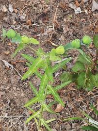 Fotografia da espécie Euphorbia lathyris