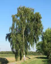 Fotografia da espécie Betula pendula