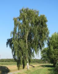 Betula pendula