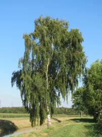 Fotografia da espécie Betula pendula