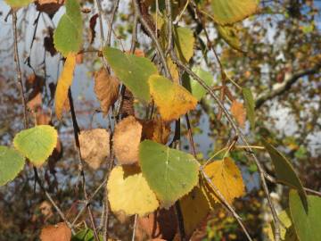 Fotografia da espécie Betula pendula