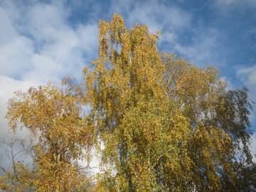 Fotografia da espécie Betula pendula