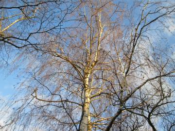 Fotografia da espécie Betula pendula