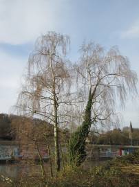 Fotografia da espécie Betula pendula