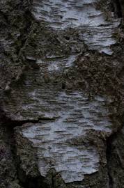 Fotografia da espécie Betula pendula