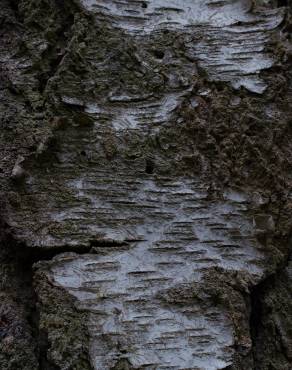 Fotografia 6 da espécie Betula pendula no Jardim Botânico UTAD