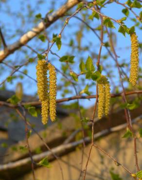 Fotografia 7 da espécie Betula pendula no Jardim Botânico UTAD