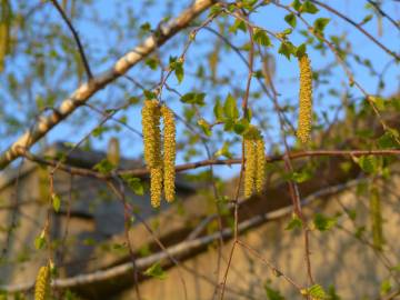 Fotografia da espécie Betula pendula