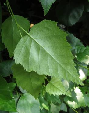 Fotografia 8 da espécie Betula pendula no Jardim Botânico UTAD