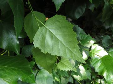 Fotografia da espécie Betula pendula