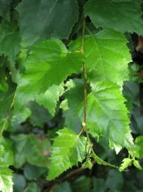 Fotografia da espécie Betula pendula