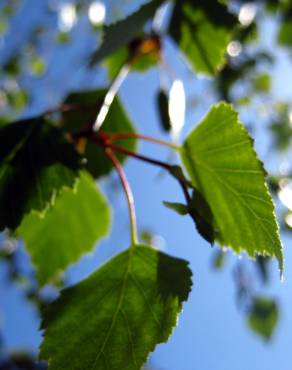 Fotografia 10 da espécie Betula pendula no Jardim Botânico UTAD