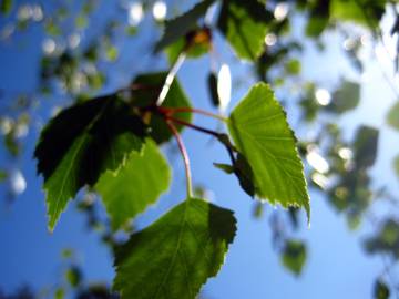 Fotografia da espécie Betula pendula