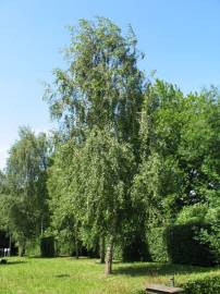 Fotografia da espécie Betula pendula