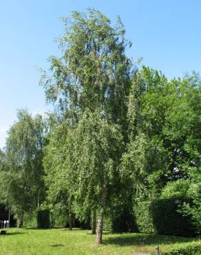 Fotografia 11 da espécie Betula pendula no Jardim Botânico UTAD