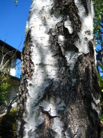 Fotografia da espécie Betula pendula