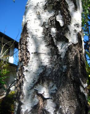 Fotografia 12 da espécie Betula pendula no Jardim Botânico UTAD