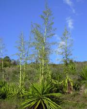 Fotografia da espécie Furcraea foetida