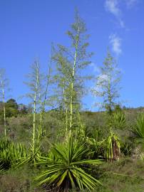 Fotografia da espécie Furcraea foetida