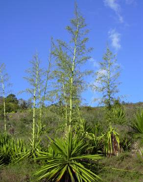 Fotografia 1 da espécie Furcraea foetida no Jardim Botânico UTAD