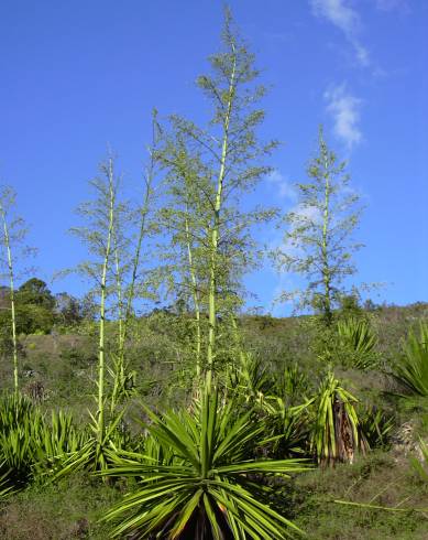 Fotografia de capa Furcraea foetida - do Jardim Botânico