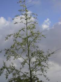 Fotografia da espécie Furcraea foetida