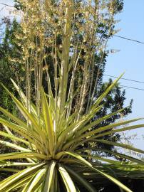 Fotografia da espécie Furcraea foetida