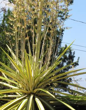 Fotografia 4 da espécie Furcraea foetida no Jardim Botânico UTAD