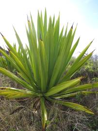 Fotografia da espécie Furcraea foetida