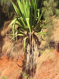 Fotografia da espécie Furcraea foetida