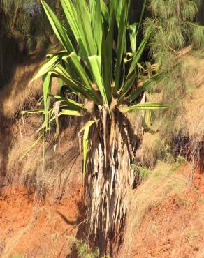 Fotografia 7 da espécie Furcraea foetida no Jardim Botânico UTAD