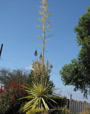 Fotografia 8 da espécie Furcraea foetida no Jardim Botânico UTAD