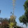 Fotografia 8 da espécie Furcraea foetida do Jardim Botânico UTAD