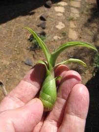 Fotografia da espécie Furcraea foetida