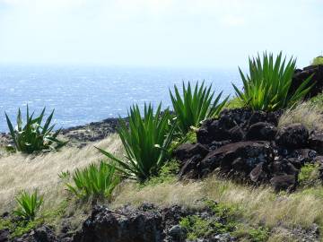 Fotografia da espécie Furcraea foetida