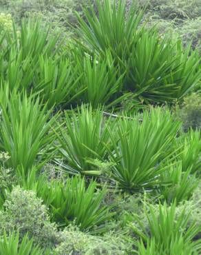 Fotografia 11 da espécie Furcraea foetida no Jardim Botânico UTAD