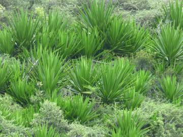 Fotografia da espécie Furcraea foetida