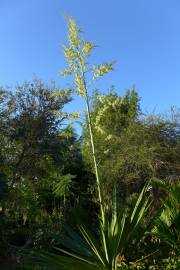 Fotografia da espécie Furcraea foetida