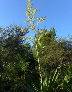 Fotografia 12 da espécie Furcraea foetida no Jardim Botânico UTAD