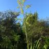 Fotografia 12 da espécie Furcraea foetida do Jardim Botânico UTAD