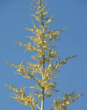 Fotografia 13 da espécie Furcraea foetida no Jardim Botânico UTAD