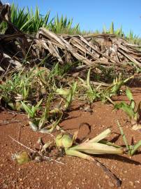 Fotografia da espécie Furcraea foetida